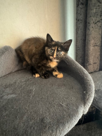 8-week-old-kittens-ready-to-leave-big-1