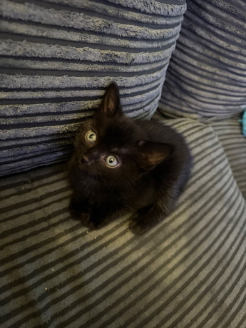 8-week-old-kittens-ready-to-leave-big-3