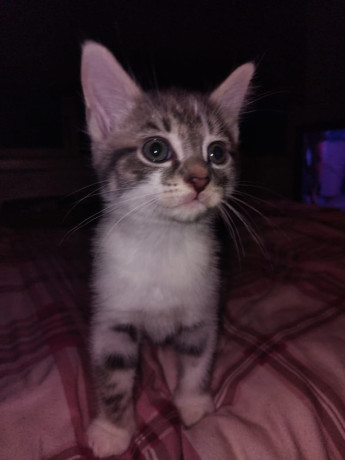 male-grey-and-white-kitten-big-1