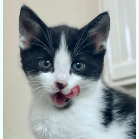 last-boy-ragdoll-x-ragamuffin-kitten-big-2