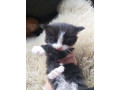 gorgeous-kittens-for-sale-small-3