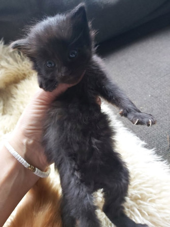 gorgeous-kittens-for-sale-big-1