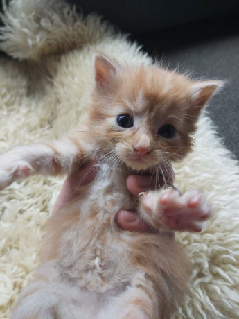 gorgeous-kittens-for-sale-big-2