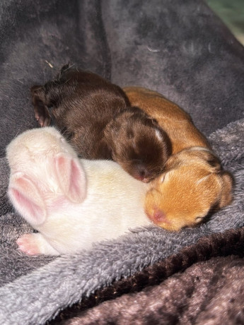 french-lop-rabbits-big-2