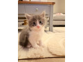 x2-kittens-for-sale-small-3