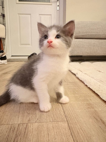 x2-kittens-for-sale-big-0