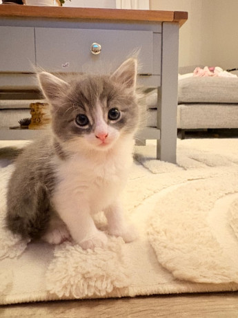 x2-kittens-for-sale-big-3