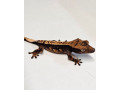 tri-colour-crested-geckos-small-1