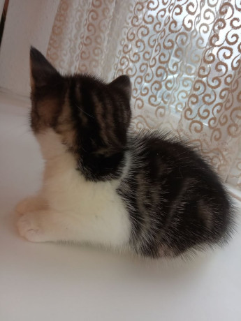 kittens-ready-to-move-big-1