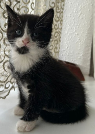 kittens-ready-to-move-big-2