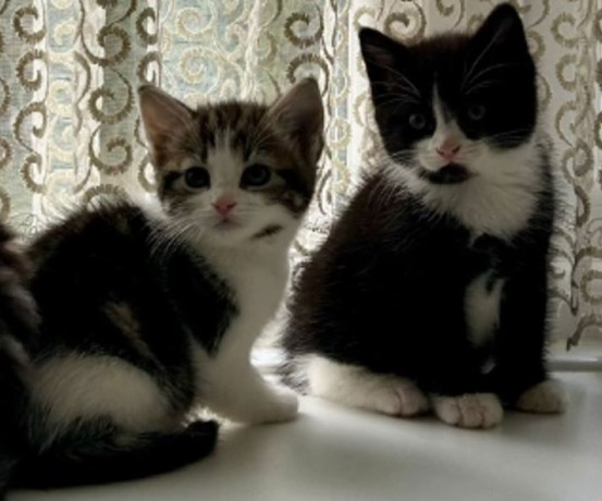 kittens-ready-to-move-big-3