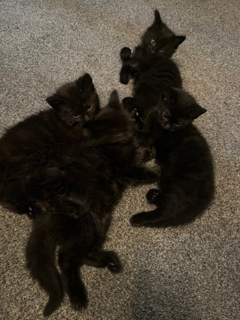 kittens-ready-to-go-big-0