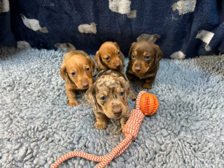 kc-registered-miniture-dachshund-puppies-dapple