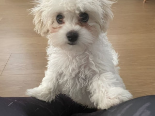 sweet-3-month-old-puppy-for-sale