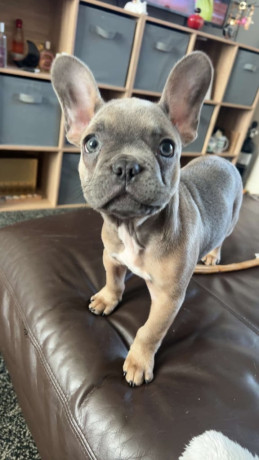 french-bulldog-puppy-big-1