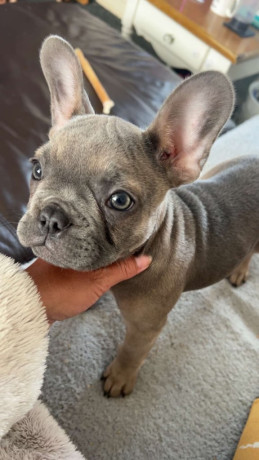 french-bulldog-puppy-big-2