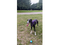 bedlington-x-whippet-to-re-home-small-2