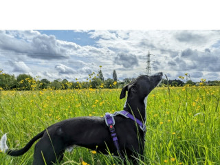 bedlington-x-whippet-to-re-home