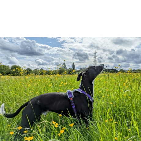 bedlington-x-whippet-to-re-home-big-0