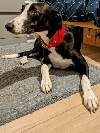 bedlington-x-whippet-to-re-home-big-1
