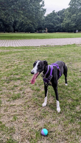 bedlington-x-whippet-to-re-home-big-2