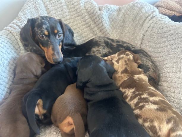 dachshund-puppies-big-0
