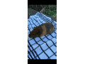 4-x-female-guinea-pigs-small-1