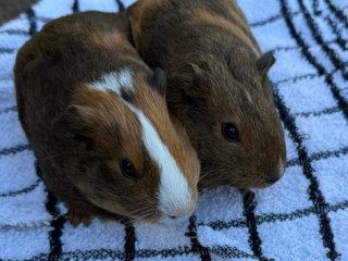 4-x-female-guinea-pigs