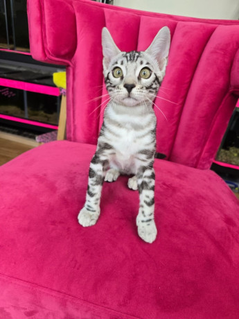 exquisite-tica-reg-bengal-kittens-ready-now-big-0