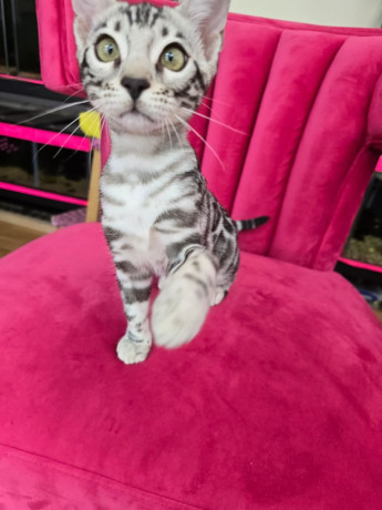 exquisite-tica-reg-bengal-kittens-ready-now-big-1