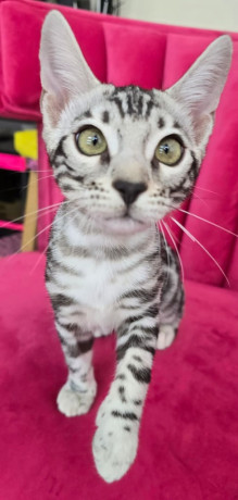 exquisite-tica-reg-bengal-kittens-ready-now-big-2