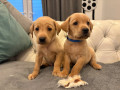 labrador-pups-small-0