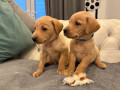 labrador-pups-small-2
