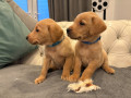 labrador-pups-small-3