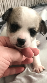 pure-breed-chihuahua-puppies-big-1