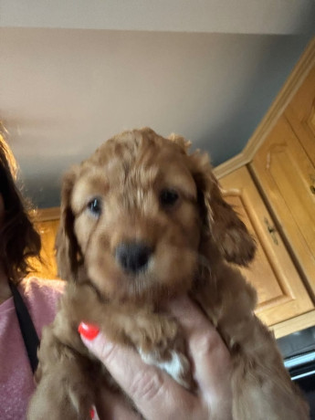 mini-golden-doodle-cockerpoo-cross-puppies-one-boy-one-girl-big-2