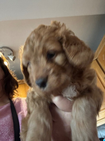 mini-golden-doodle-cockerpoo-cross-puppies-one-boy-one-girl-big-3
