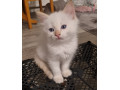 for-sale-ragdoll-kittens-1-boys-small-1