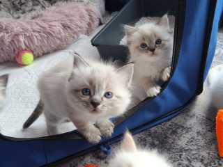 for-sale-ragdoll-kittens-1-boys