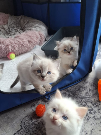 for-sale-ragdoll-kittens-1-boys-big-0