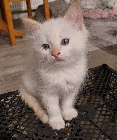 for-sale-ragdoll-kittens-1-boys-big-1
