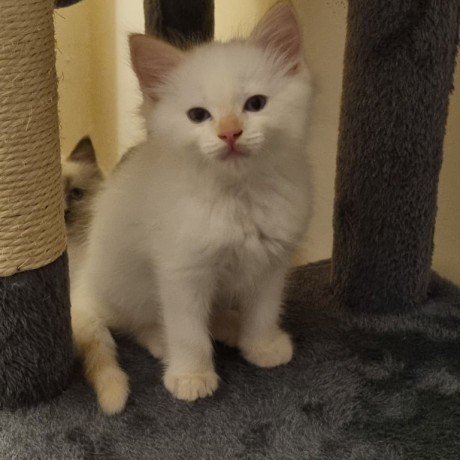 for-sale-ragdoll-kittens-1-boys-big-3