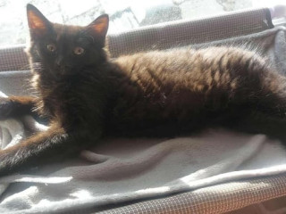 adorable-kitten-looking-for-a-loving-home-10-12-weeks-old