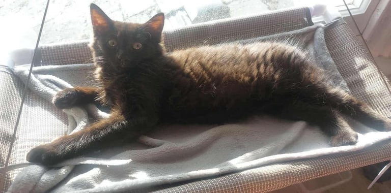 adorable-kitten-looking-for-a-loving-home-10-12-weeks-old-big-0