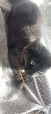 adorable-kitten-looking-for-a-loving-home-10-12-weeks-old-big-1