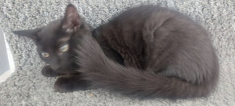 adorable-kitten-looking-for-a-loving-home-10-12-weeks-old-big-2