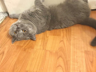 beautiful-british-shorthaired-cat-kitten