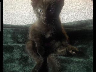 fluffy-black-kittens-for-sale