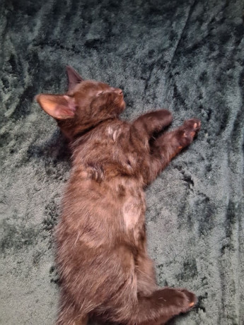 fluffy-black-kittens-for-sale-big-3