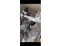 7-kittens-looking-for-their-forever-home-small-0